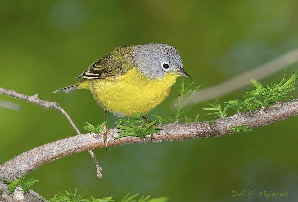 nashville-warbler-1 by bmajoros is licensed under CC BY-SA 2.0.